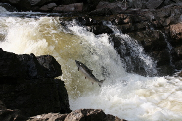 Site des chutes et marais